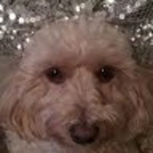 Meet your Posher, Randi